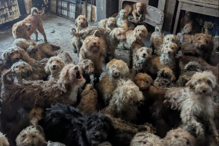 Kuva eläinjärjestön somesta, jossa paljon koiria yhdessä huoneessa huonossa kunnossa.