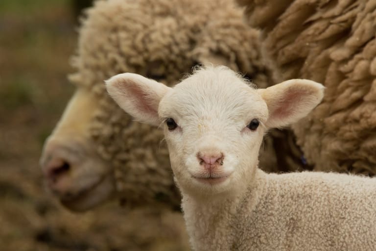 Karitsa katsoo kameraa, taustalla ruskea emolammas.