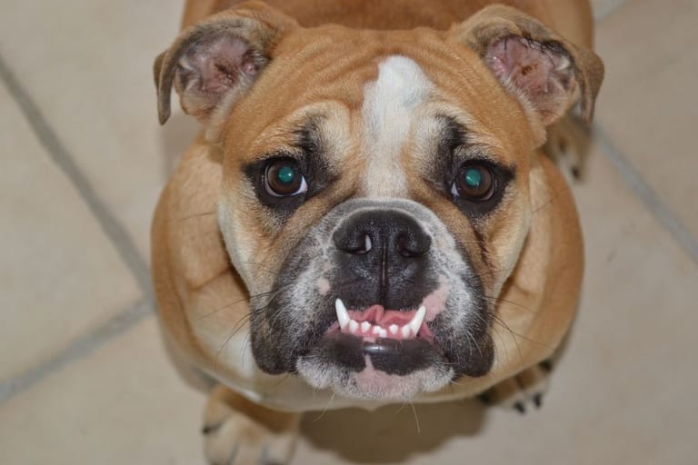 Lyhytkuonoinen englanninbulldoggi katsoo kameraan – brakykefaalisten rotujen tunnusmerkki.