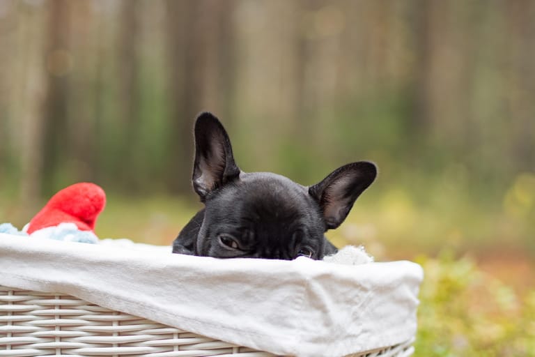 Musta ranskanbulldoggipentu istuu ulkona olevassa korissa
