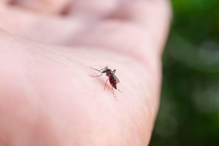 Hyttynen pistää ihmisen käteen ulkona vihreää taustaa vasten