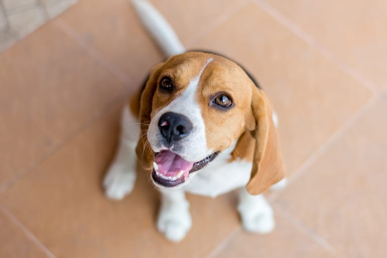 Beagle katsoo suoraan ylöspäin kohti omistajansa silmiä kiintyneellä ilmeellä.