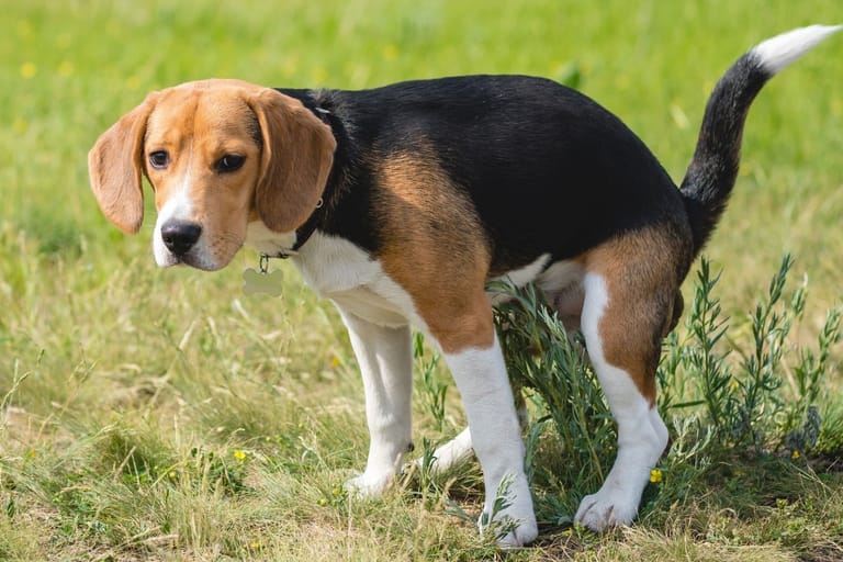 Beagle-rotuinen koira kyykyssä nurmikolla käymässä tarpeillaan.