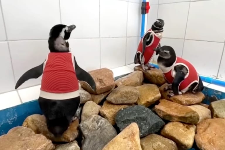 Kolme pingviiniä punaisissa toipumisliiveissä kuntoutuskeskuksessa Chilessä.