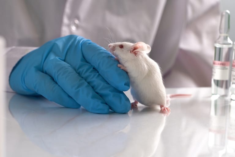 Valkoinen laboratoriohiiri nojaa siniseen suojakäsineeseen tutkimuslaboratoriossa. Taustalla näkyy tutkija ja laboratoriovälineitä.