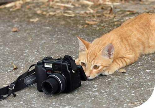 Luotettava valokuvaaja.. =p