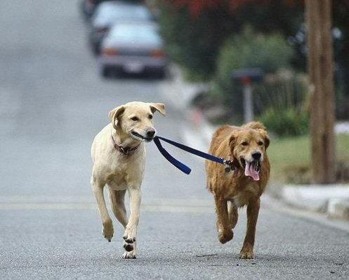 Kätevää ulkoiluttamista.. =p