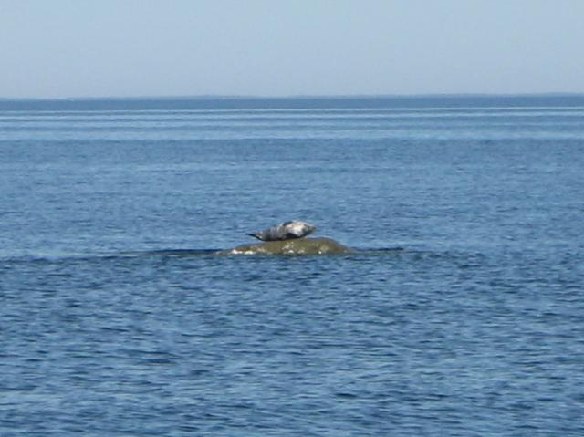 Hylje lämmittelemässä...