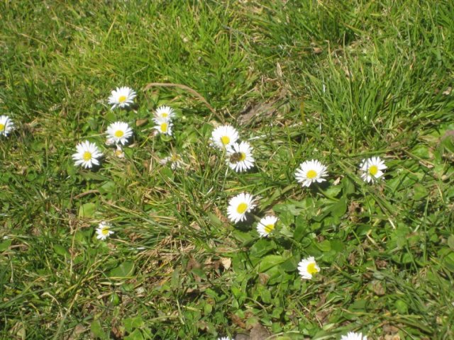 Päivänkakkaramaisia kukkia ja mehiläinen nurmikolla Madridissa.