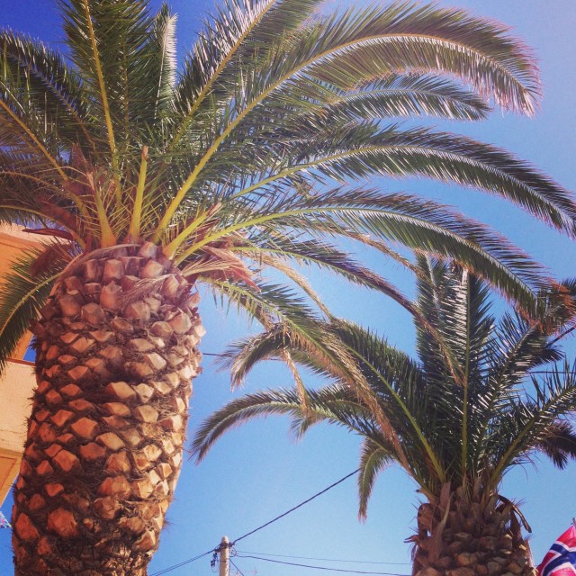 "Missä palmupuut on puita vain.." soi päässäni. Tämä näky tuntui hyvin epätodennäköiseltä pitkän loma tauon jälkee. Ihanaa!