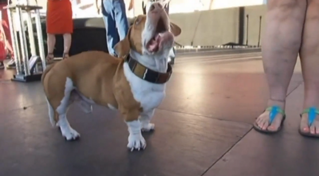 Maailman rumimmaksi koiraksi tituleerattu Walle on todellisuudessa varsin sympaattisen näköinen.