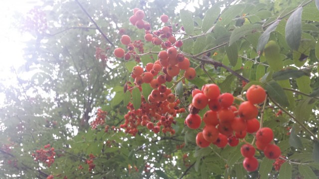 Pihlajanmarjat ovat jo kovaa vauhtia kypsymässä.