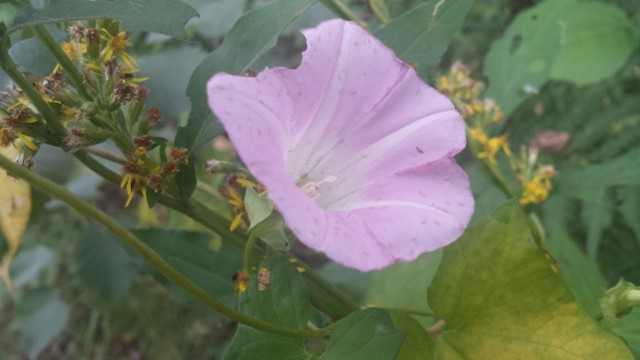Pysähdy ihmettelemään. Katsele ympärillesi. Ota kamerakännykkä ja kuvaa vaikka kukkia. Nauti hetkestä.