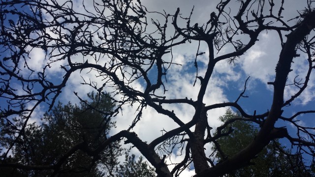 Puut syntyvät ja kuolevat. Toiset elävät pitkän elämän. Näemme paljon kaikenlaista. Rankat säät saavat meidät joskus painumaan maahan, mutta kestämme sen ja pysymme voimakkaina pystyssä.