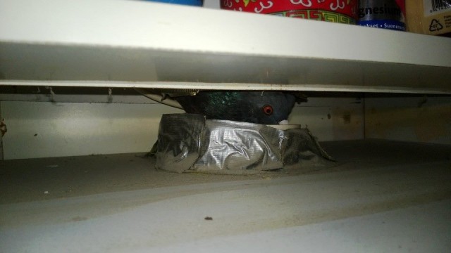 Katolta ilmastointikanavan kautta liesituulettimeen päätynyt pulu 9/2013