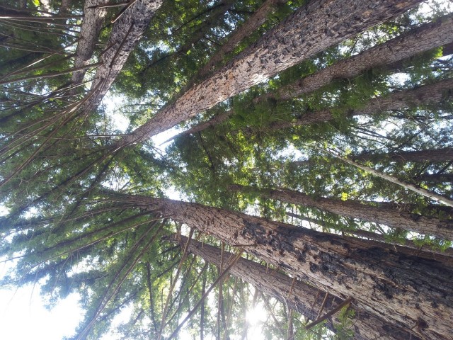 Dokailu ja pilven polttelu ei luo hyviä ideoita. Hyviä ideoita saa, kun käyt metsässä kävelyllä.