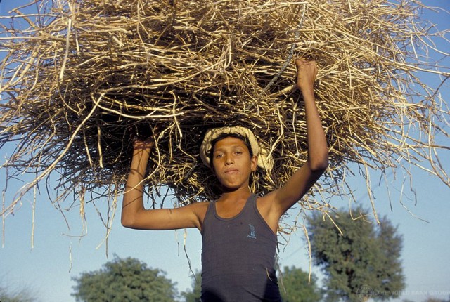 Kanna vain niin iso taakka kuin jaksat. Jos kompastut, niin taakka ei saa olla niin raskas, että kuolet sen alle. Kuva World Bank Image Collection (CC BY-NC-ND 2.0)