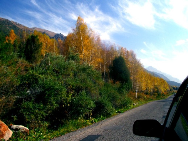 Maasto näyttää tältä heti muutaman kilometrin päässä Bishkekistä. Vastaan tulee lähinnä härkiä, vuohia ja hevosia, autoista ei tietoakaan.
