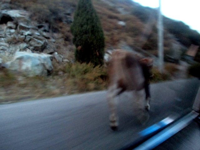 Tyypillinen kirgisialainen vastaantulija tieliikenteessä.