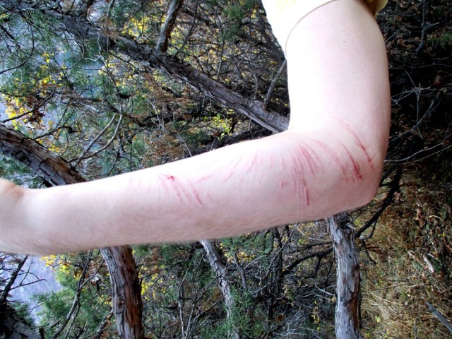 Note to self: Älä tartu kaatuessasi piikkipensaaseen. Brädin käsinäyte.