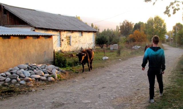 Pakollinen minä ja härkä-kuva