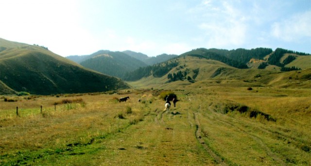 Vasemmalla villihevonen ihmettelemässä kesytettyjä lajitovereitaan.