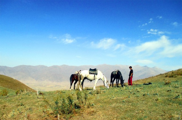 Hevosten ruokailutauko.