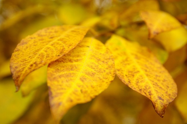 Kyllä keltaiset lehdet sitten piristävät mieltä! Mihin saan luovuttaa vanhat viinapulloni, en tarvitse niitä enää!