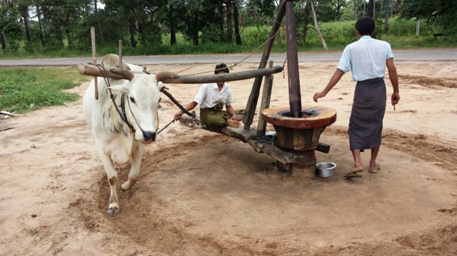 Öljyä puristetaan irti pähkinöistä. Tätä ympyrää 2 tuntia joka aamu. Tee työtä jolla on tarkoitus.