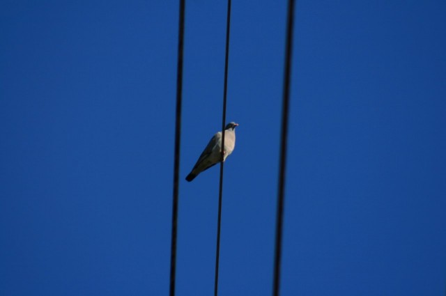 kahlittuna vai vapaana?