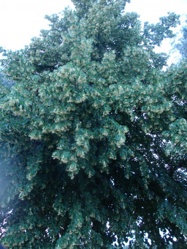 Kaksi vanhaa puuta sateen pieksämää. Katsoo kevääseen, seisoo erillään. Ja kestää joka tuulen ja sään.