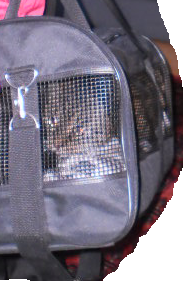 Nyt tajuan Sini Saarelaa