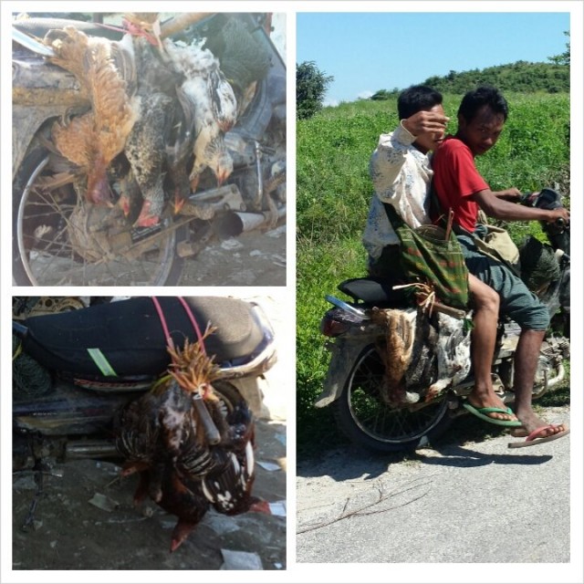 Suomessa on ihanaa kun ruoka on hygienista. Kuvassa elävien kanojen kuljetusta moottoripyörällä Myanmarissa.