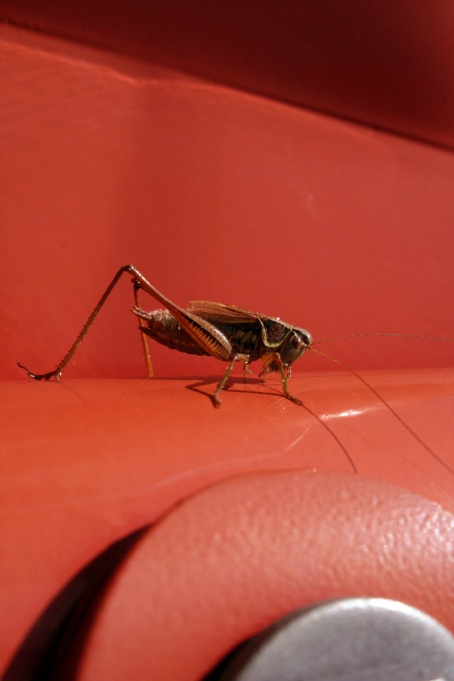 Minusta et saa otetta