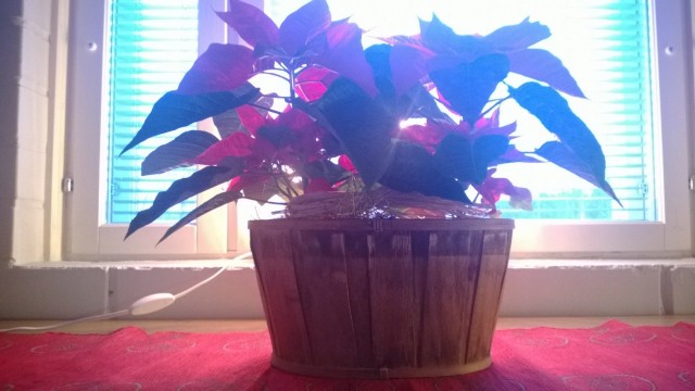 Olkoon Joulu alkuna uuden mahdollisuuden