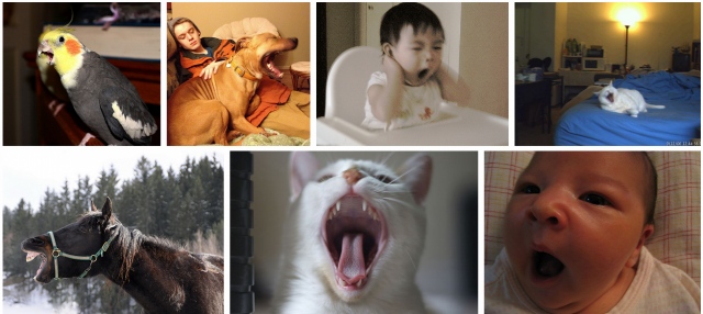 Haukotus tarttuu. Sorry. Piti vain kertoa esimerkki.