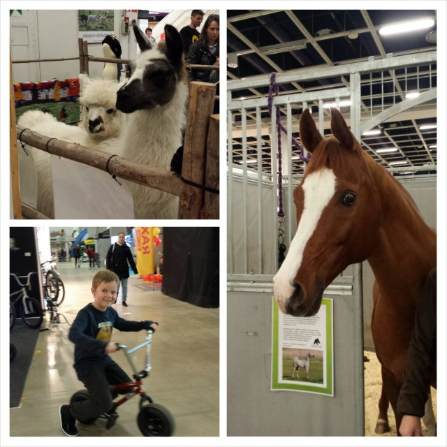 GoExpossa pääsi katsomaan laamoja ja hevosia sekä testailemaan hauskoja pyöriä.