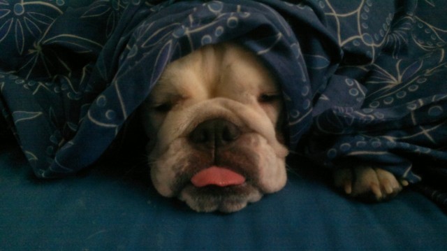 Hyvää yötä, ei saa häiritä, paitsi jos paijaat..