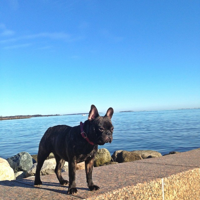 Wappu mukana pitämässä kuria.