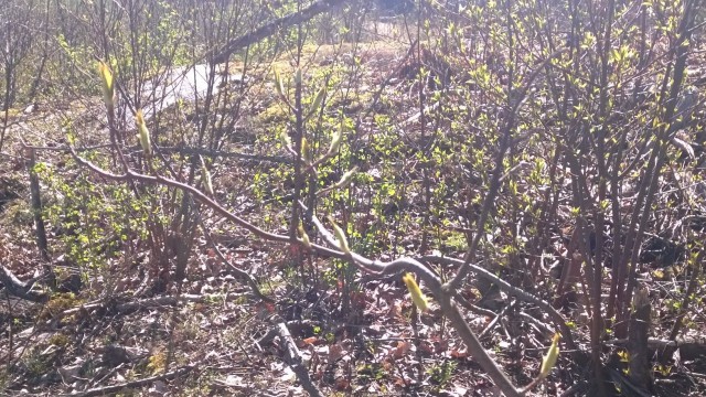 Karussakin maastossa rakkaus versoo, synnyttäen uutta.