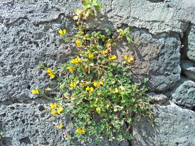 sinnittelyä kallioseinämässä