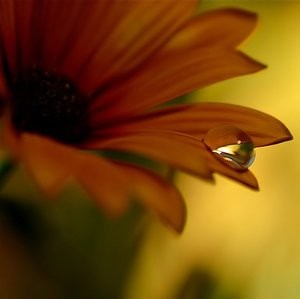 Tuomitseeko kukaan kastehelmeä tai kukkaa "liian jonkinlaiseksi" tai "riittämättömän jonkinlaiseksi"?