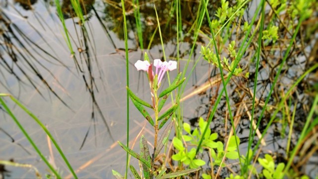 Juuri nyt olen äärettömän kiitollinen elämälle uudesta alusta jonka se minulle soi.