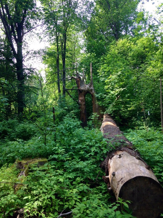 Niskalan puulajipuiston helmiä.