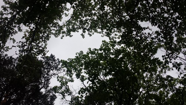 Stansvikiin saapuessa voisi luulla tulleensa landelle. Helikopteriperspektiivistä katsottuna koko stadi on metsää ja landea.