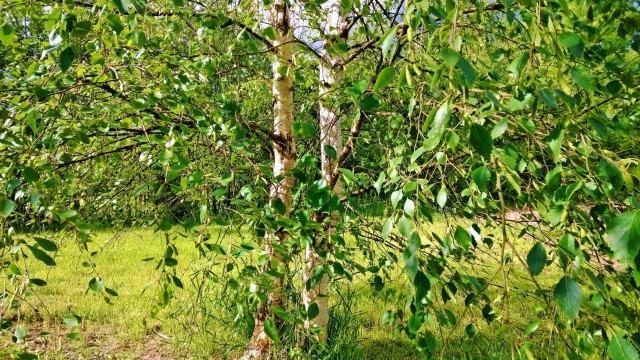 Elämä tavallisimmillaan on täynnä pieniä hyvä asioita