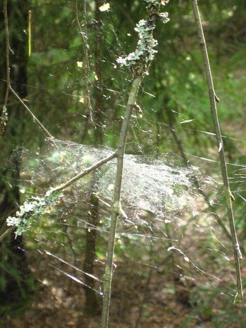 Hämis oli askarrellut ihan tosissaan. Tuo olisi kiva nähdä sateen jälkeen, täynnä pieniä vesihelmiä.