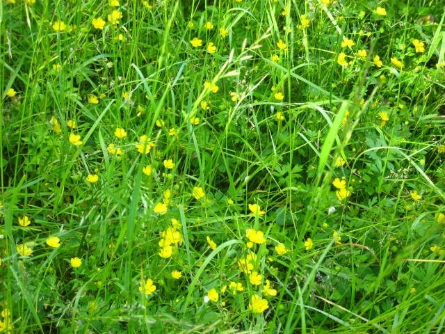 Pikkuruisia aurinkoja