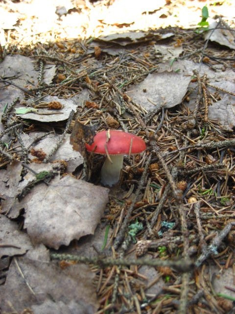 Pieni punapää. Ei ollut pippurinen.