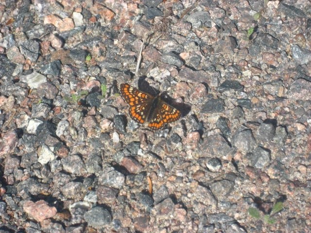 Tämä kaunotar porhalteli ja ihan poseerasikin. <3